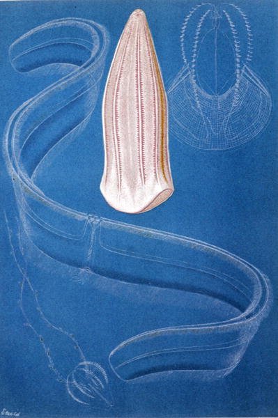 Ctenophores, "Brehms Tierleben "のプレート。Allgemeine Kunde des Tierreichs", vol.10, p.546 (Bibliographis Institut発行) 作： German School