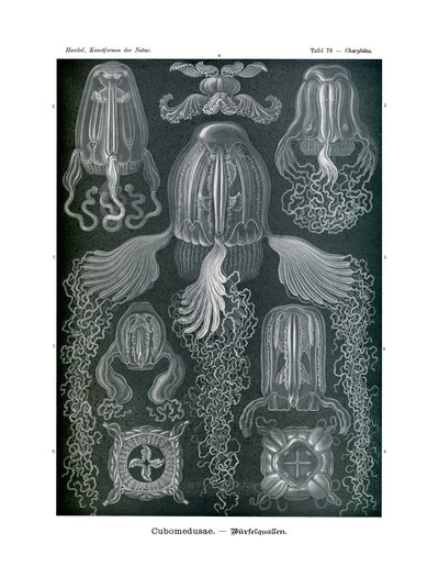 Chirodropida、1899-1904 作： German School
