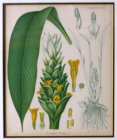 フランツ・オイゲン・コーラー作のコーラーズの薬用植物からのウコン（ウコン） 作： German School
