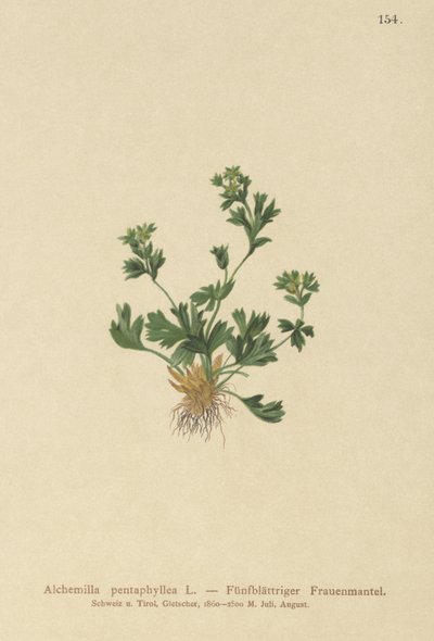 葉のあるレディースマントル（Alchemilla pentaphyllea）をカットします。 作： German School