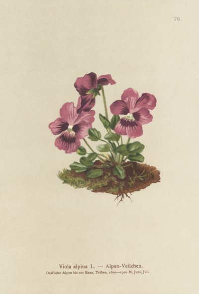 シクラメン、アルパインバイオレット（Viola alpina） 作： German School