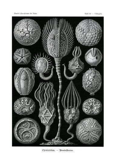 Cystoidea、1899-1904 作： German School