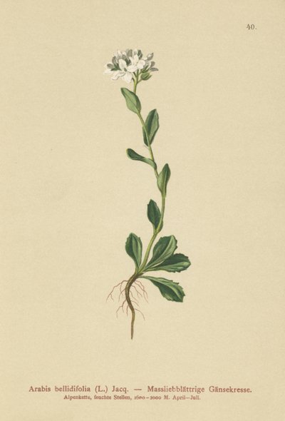 デイジーリーフロッククレス（Arabis bellidifolia） 作： German School