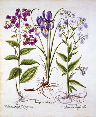 デイミーズバイオレットとフィールドアイリス、Hortus Eystettensis作、バジルベスラー（1561-1629）、パブ。 1613（手描きの彫刻） 作： German School