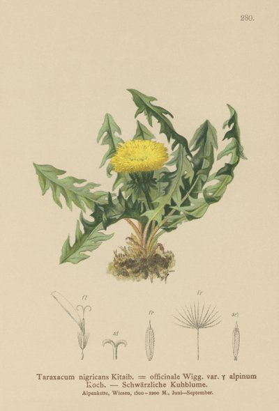 タンポポ（Taraxacum nigricans、Taraxacum officinale var。Alpinum） 作： German School