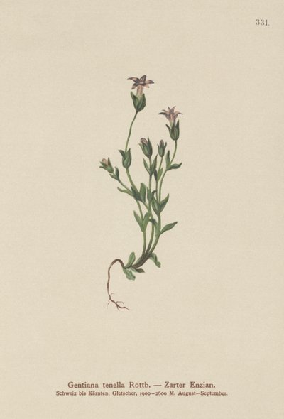 デンマークドワーフジェンティアン（Gentiana tenella、Gentianella tenella、Comastoma tenellum） 作： German School