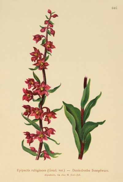 ダークレッドヘレボリン（Epipactis atrorubens、Epipactis rubiginosa） 作： German School