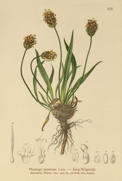 ダークオオバコ（Plantago atrata、Plantago montana） 作： German School