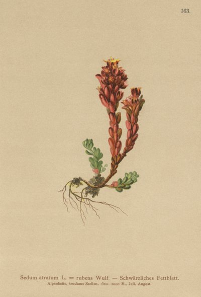 ダークストーンクロップ（Sedum atratum、Sedum rubens） 作： German School
