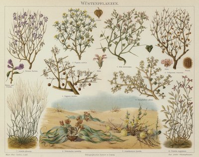 砂漠の植物（カラーリトグラフ 作： German School