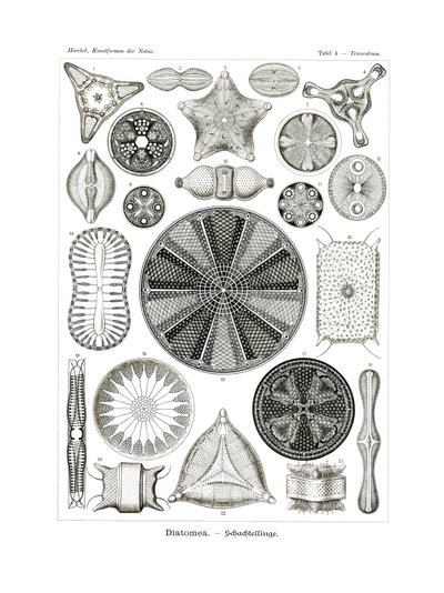 Diatomea、1899-1904 作： German School