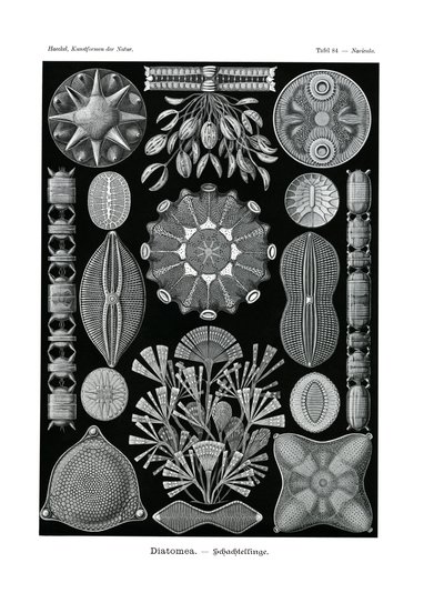 Diatomea、1899-1904 作： German School