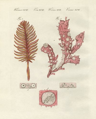 さまざまな種類の動物や観葉植物（彩色彫刻 作： German School