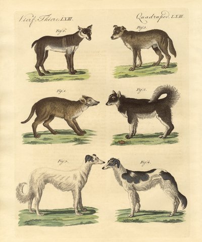 さまざまな種類の犬（カラー彫刻 作： German School