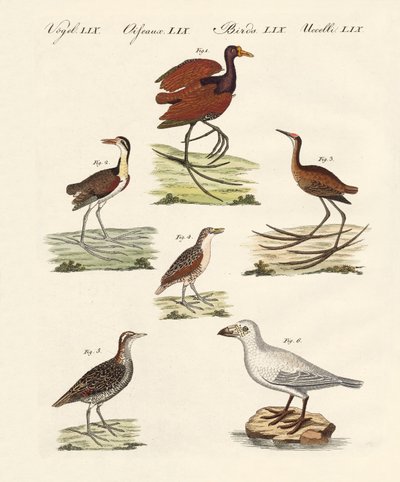 さまざまな種類の沼鳥 作： German School