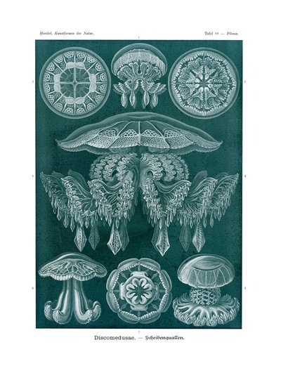 Discomedusae、1899-1904 作： German School