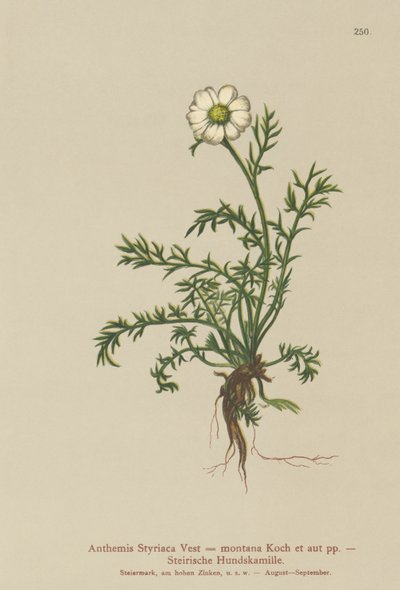 犬フェンネル（Anthemis Styriaca、Anthemis montana） 作： German School