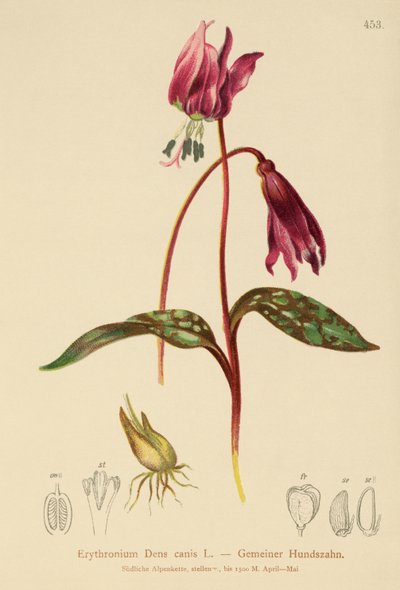 犬歯バイオレット（Erythronium Dens canis、Erythronium caninum） 作： German School