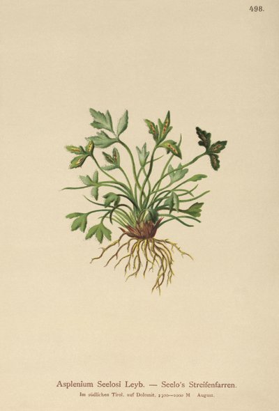 ドロマイトの脾臓（Asplenium Seelosii） 作： German School