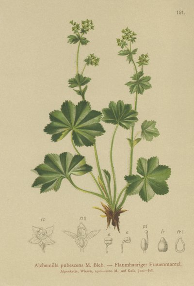 ダウニーレディースマントル（Alchemilla pubescens、Alchemilla glaucescens、） 作： German School