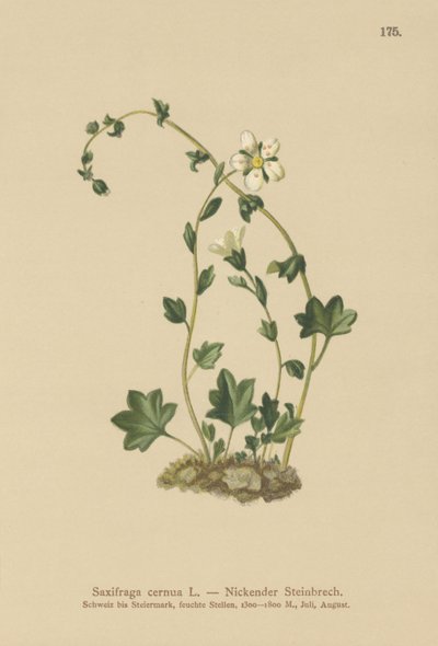 ユキノシタ（Saxifraga cernua）（カラーリトグラフ 作： German School