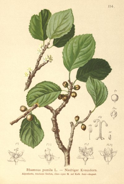 ドワーフバックソーン（Rhamnus pumila） 作： German School