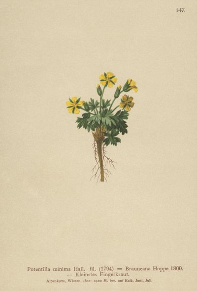 ドワーフチンクエホイル（Potentilla minima、Potentilla Brauneana、Potentilla dubia） 作： German School