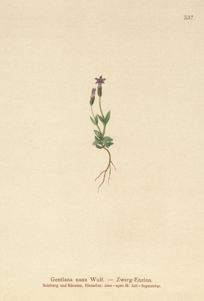 ドワーフジェンティアン（Gentiana nana、Gentianella nana） 作： German School