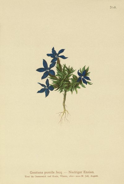 ドワーフジェンティアン（Gentiana pumila） 作： German School