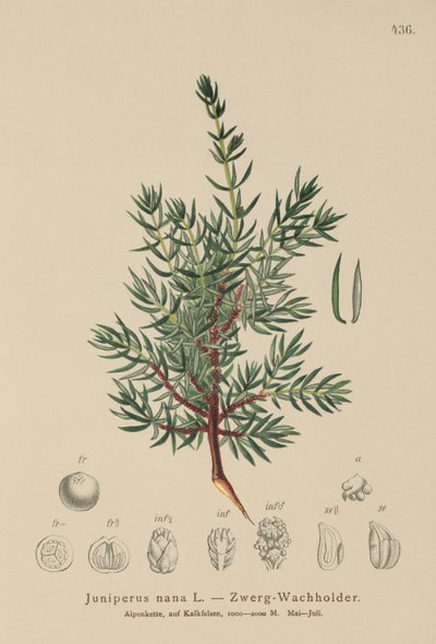 ドワーフジュニパー（Juniperus nana、Juniperus communis var。Nana、Juniperus communis var。Saxatilis） 作： German School