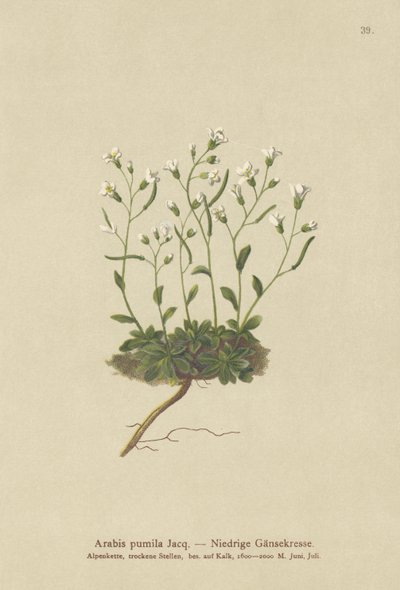 ドワーフロッククレス（Arabis pumila） 作： German School