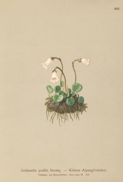 ドワーフスノーベル（Soldanella pusilla、Soldanella alpicola） 作： German School
