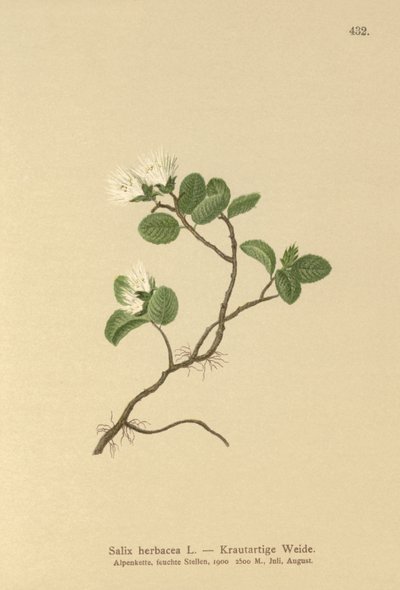 ドワーフウィロー（Salix herbacea） 作： German School