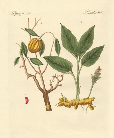 染料植物 作： German School
