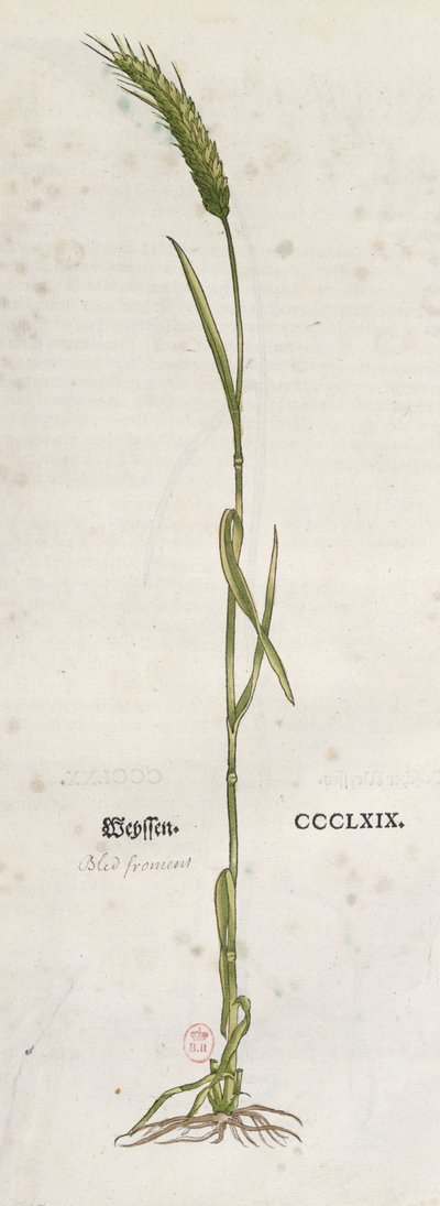 Leonhart Fuchs（1501-66）によるThe Herbariumの小麦の穂、バーゼル、1555年（カラー彫刻） 作： German School