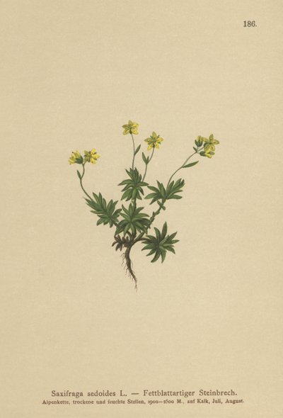 東サキシフラゲ（Saxifraga sedoides） 作： German School