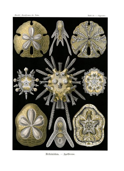Echinidea, 1899-1904 作： German School