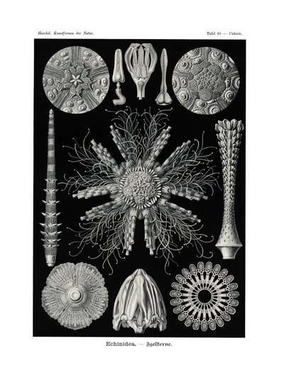 Echinidea, 1899-1904  作： German School