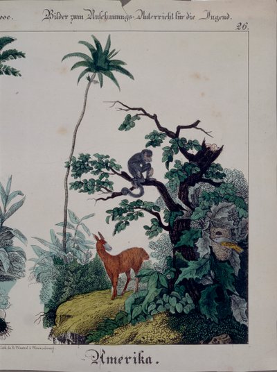 南アメリカの動植物が描かれた教育ポスター、右側、F。ウェンツェル、ヴァイセンブルク、1840年発行（379941も参照） 作： German School