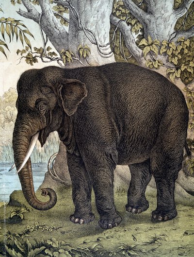ゾウ - "Natural History of Mammals", ed.シュライバー、ミュンヘン 作： German School
