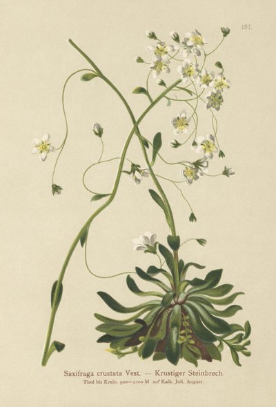 ちりばめられたSaxifrage（Saxifraga crustata） 作： German School