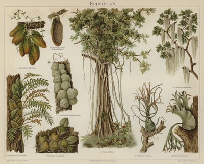 Epiphytes（カラーリトグラフ 作： German School