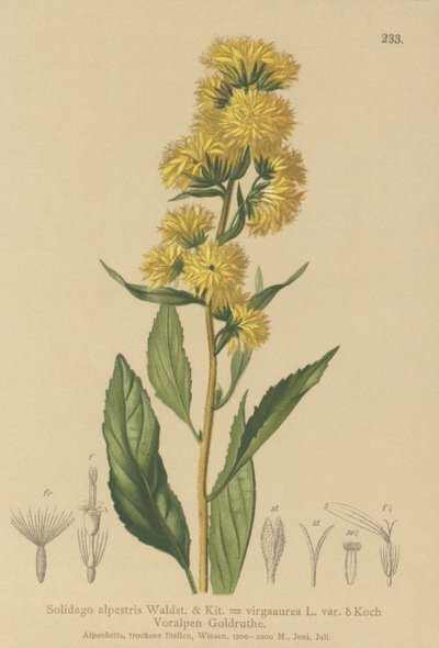 ヨーロッパセイタカアワダチソウ（Solidago alpestris、Solidago virgaaurea、Solidago virgaurea） 作： German School