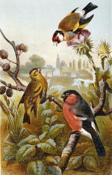 European Goldfinch, Icterine Greenbul and Eurasion Bullfinch, plate from "Brehm