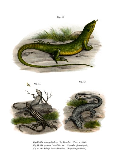European Green Lizard（カラーリトグラフ 作： German School