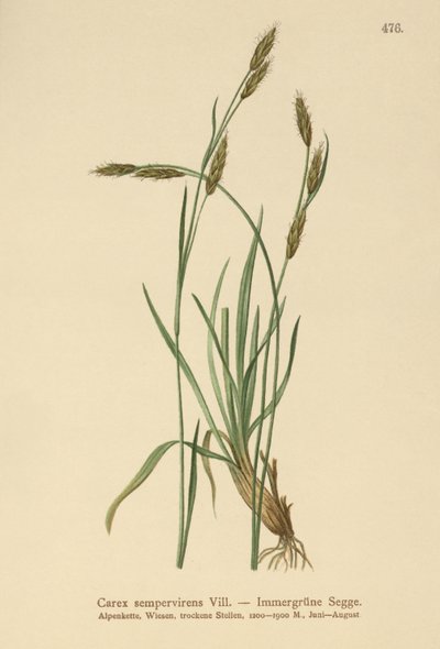 エバーグリーンセッジ（Carex sempervirens） 作： German School