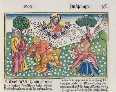 出エジプト記16 13-22神は、ニュルンベルク聖書（Biblia Sacra Germanaica）（色付きの木版画）からイスラエル人にウズラとマナを提供しました 作： German School