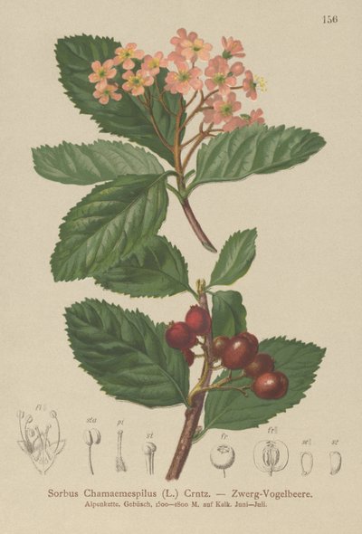 偽のメドラー（Sorbus chamaemespilus） 作： German School