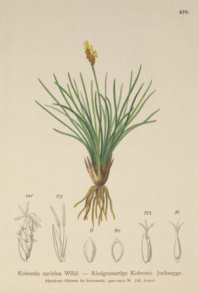 False Sedge（Kobresia simpliciuscula、Kobresia caricina） 作： German School