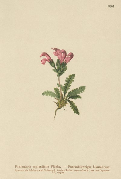 シダの葉のシラミ（Pedicularis asplenifolia） 作： German School